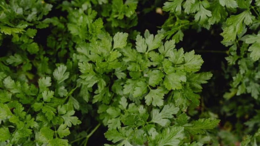 coriander cultivation