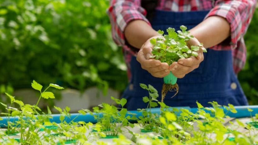 coriander cultivation