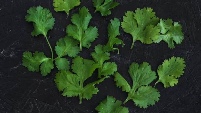 coriander cultivation