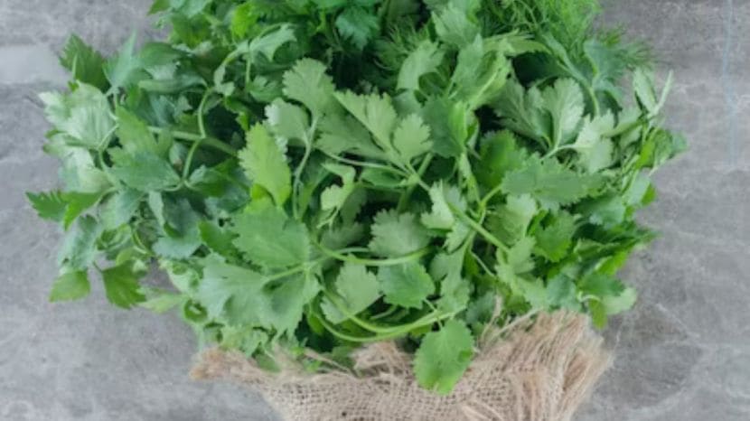 coriander cultivation