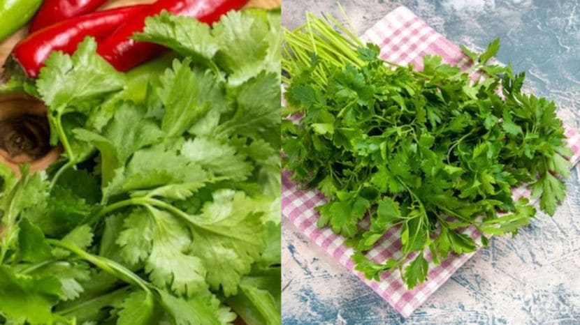 coriander cultivation