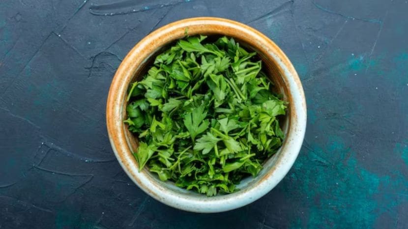 coriander cultivation