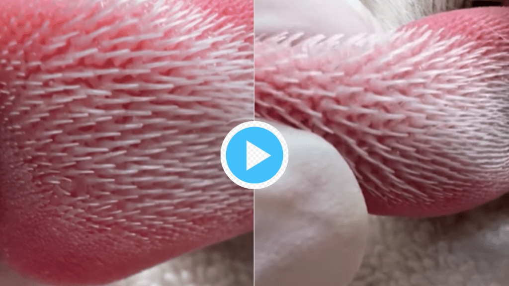 This Cat Tongue Close Up Video Is Scary Will Give You Goose Bumps But Did You Know Benefits Of Spikes On Tongue Watch Her