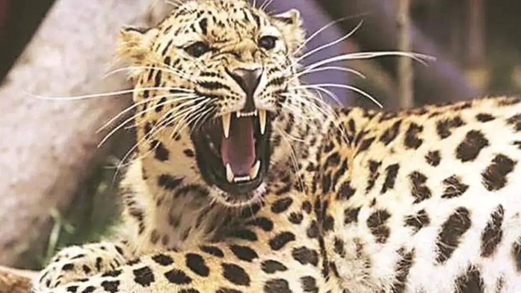 Leopard dead body found in riverbed