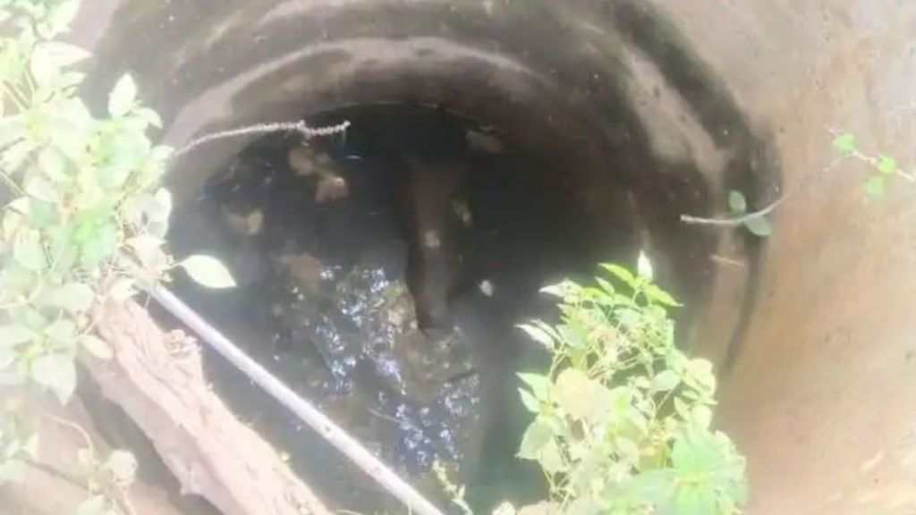 Leopard dies after falling into a well