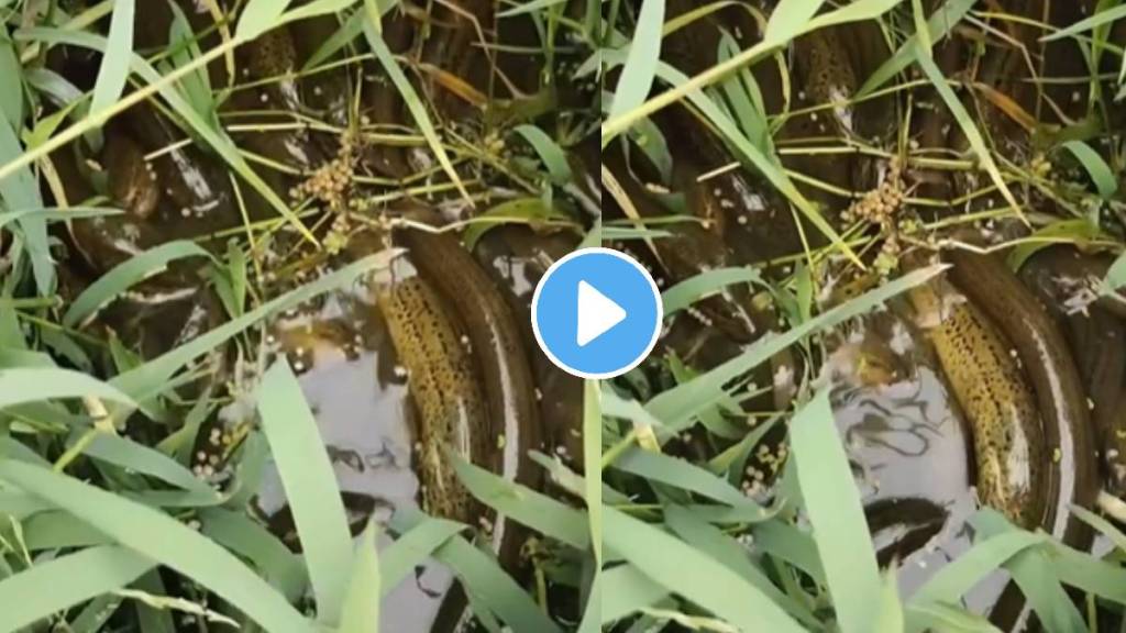 Many snakes found in farm shocking video viral on social media