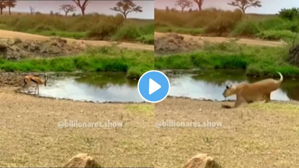 Deer save his life from lion by using his brain and trick video viral