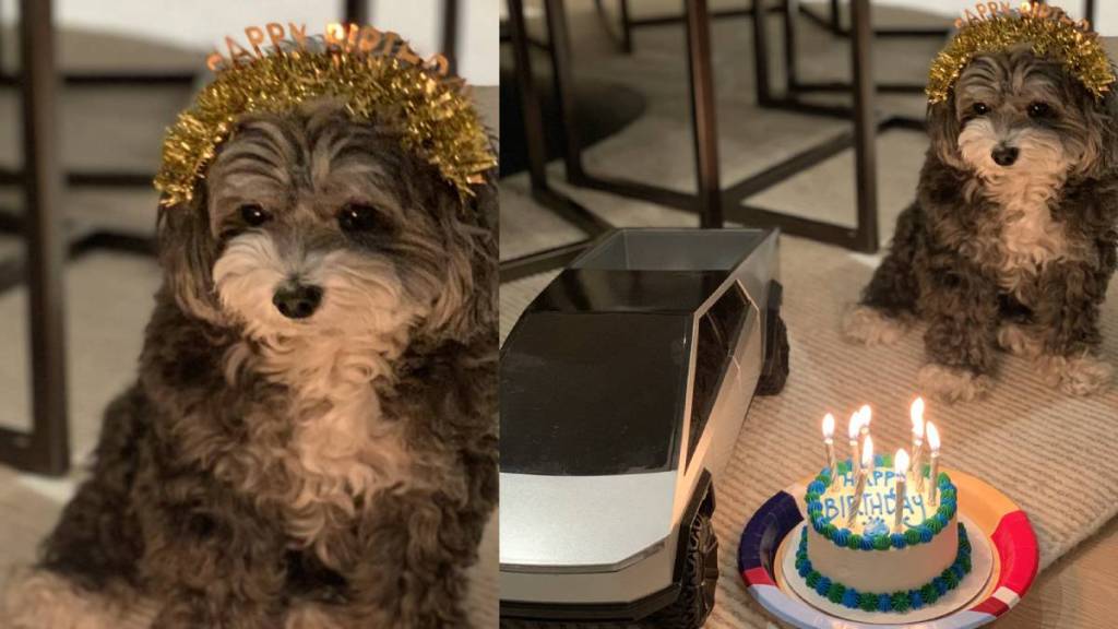 Elon Musk celebrated his pet dog birthday A photo of the celebration went viral