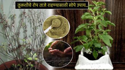 Tulsi Plant Dying Drying Even After Watering Mix Thirty Percent Sand In Soil For Healthy Tulsi Plant In Small Pot Garden Tips Marathi