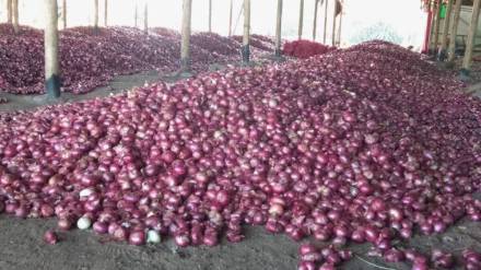 price of onion amravati