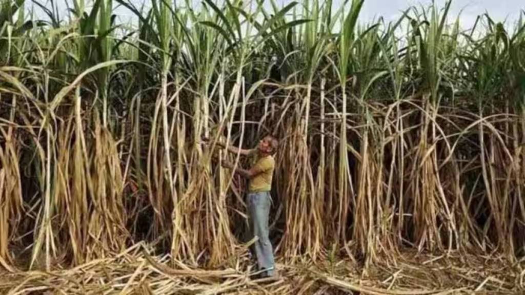 sugar mills in Satara