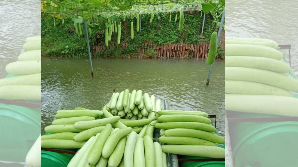 Viral Video Cultivation of bottle gourd in the farm Have a look at the unique style of the farmer