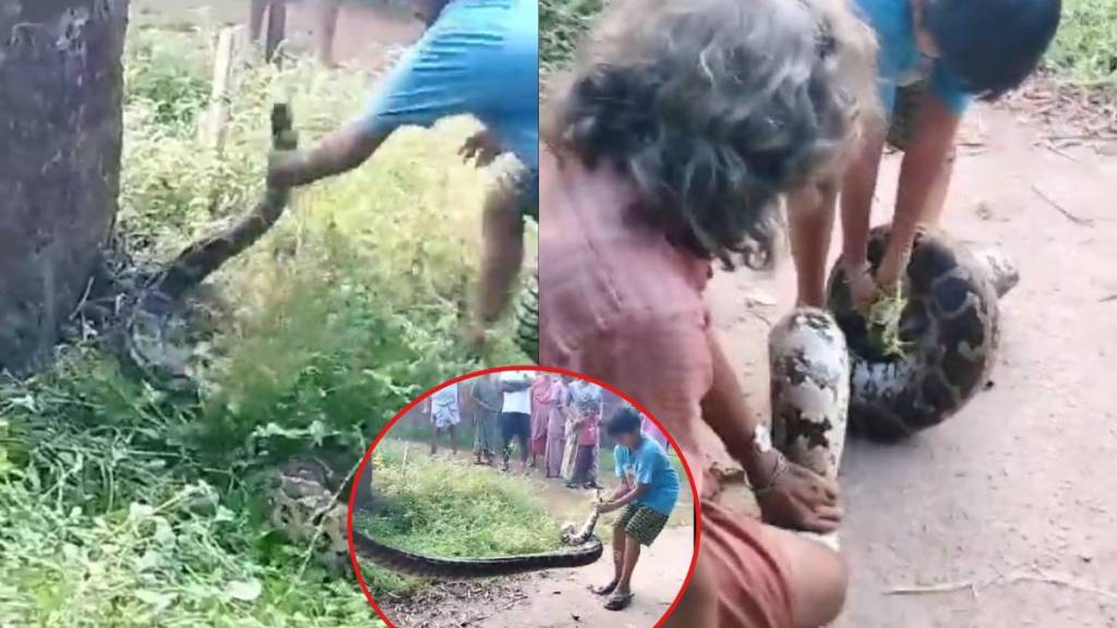 younger boy catching big python in saligrama karnataka social media shocked by watching video