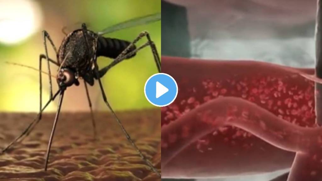 what happens after malaria mosquito bites effect on body video viral on social media