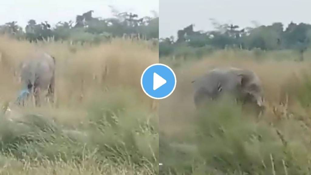 Man pulling elephant tail video viral odisha animal trending news video viral