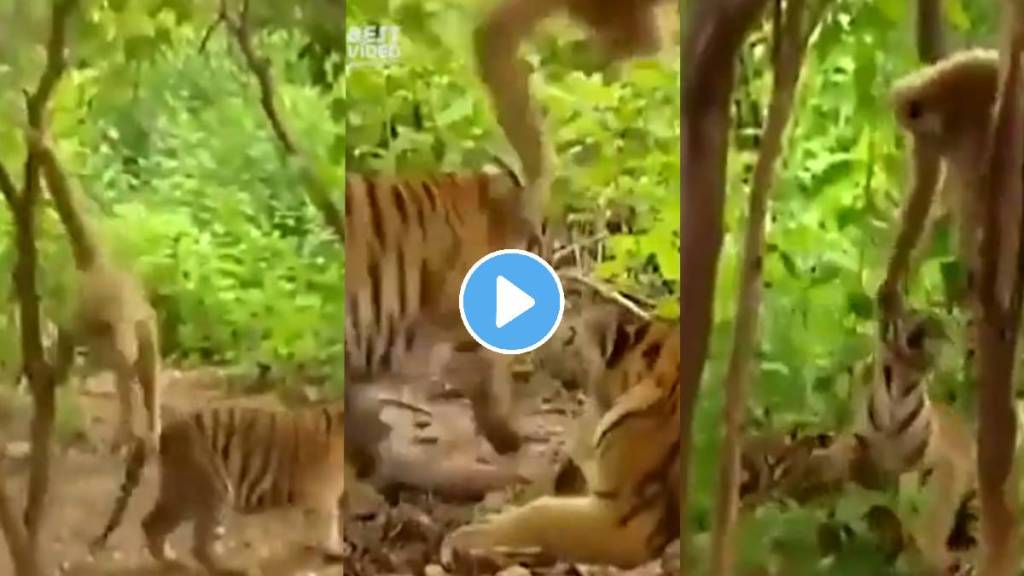 Tiger Stuck In Monkeys Trap Video Goes Viral On Internet Wild Animals Latest Videos