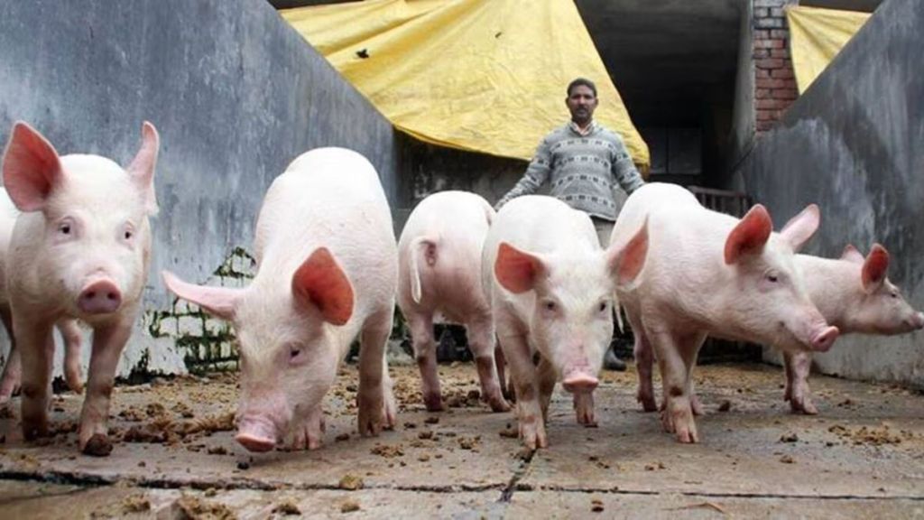 Outbreak of African Swine Fever in Pig