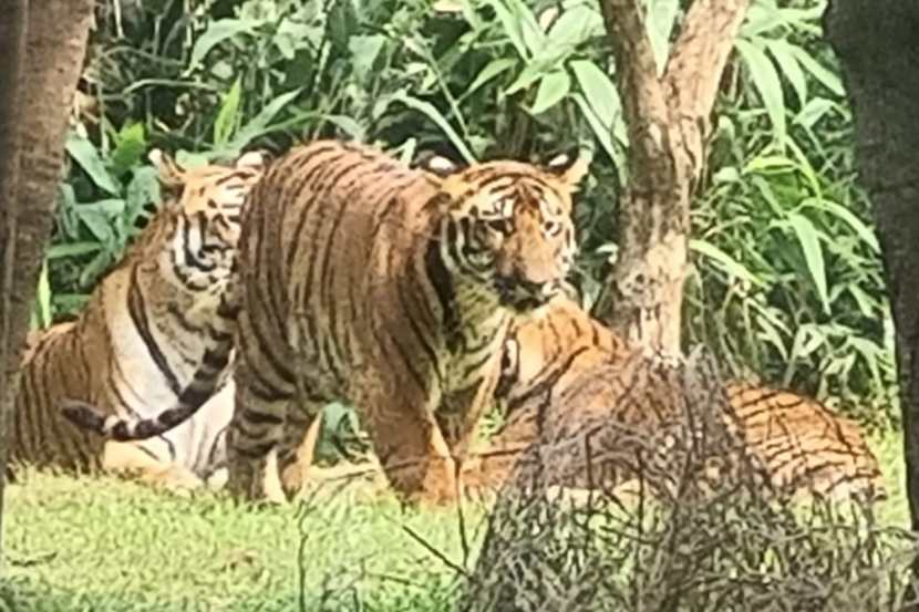 गेल्या काही दिवसांपासून राणीबागेत भेट देणाऱ्या पर्यटकांचीही संख्या वाढली आहे. (फोटो - दीपक जोशी)