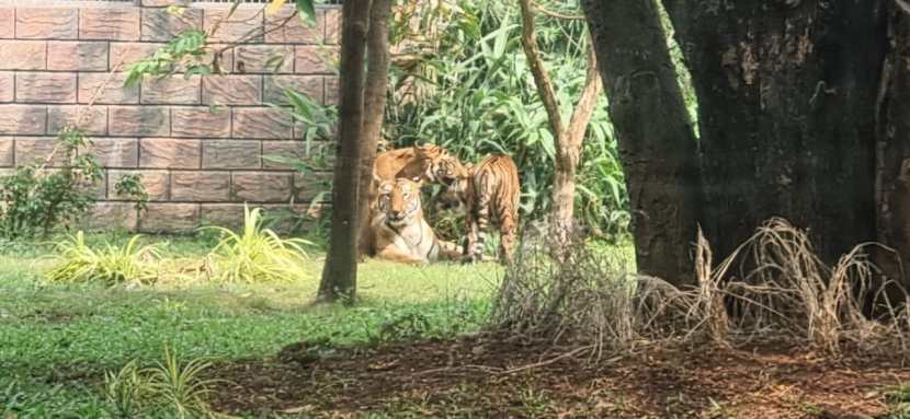 ते म्हणाले की, सुरुवातीचे दोन ते तीन महिने बछड्यांची काळजी घ्यावी लागते. (फोटो - दीपक जोशी)