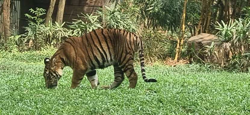 या ट्वीन बछड्यांचा आज पहिला वाढदिवस होता. (फोटो - दीपक जोशी)