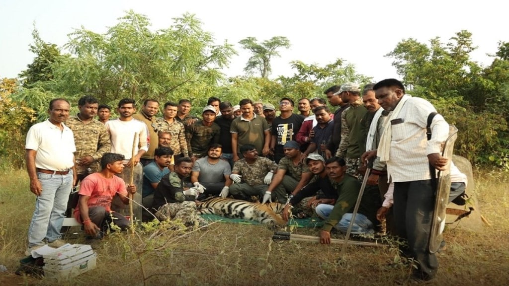 Tigress caught in Avalgaon area