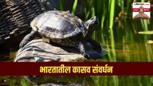 turtle conservation