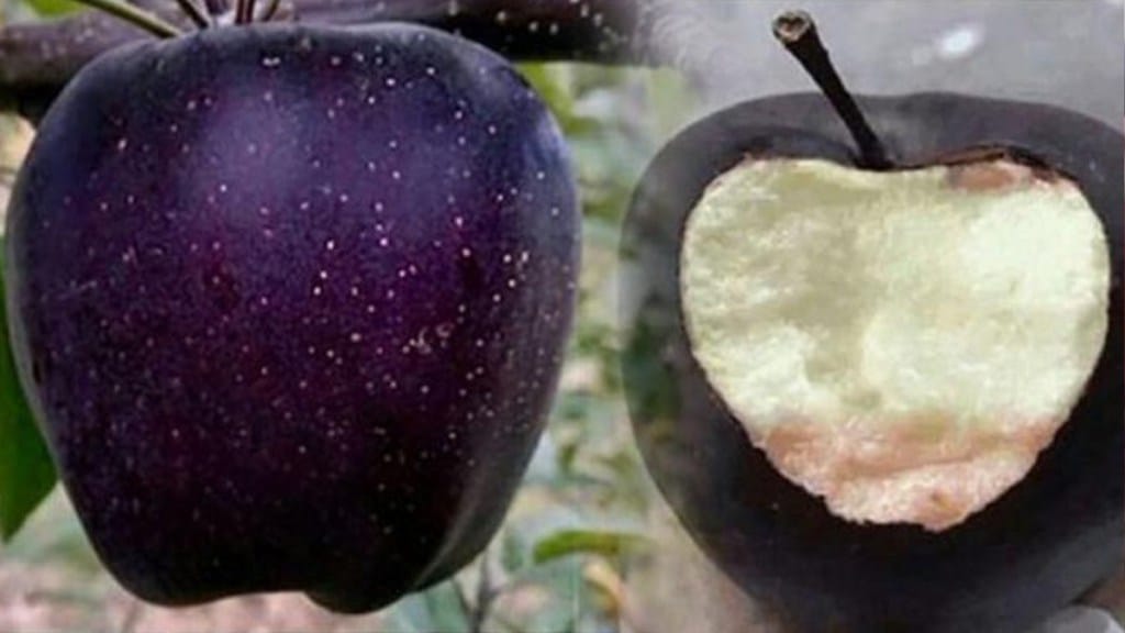 Tibetan black diamond apple