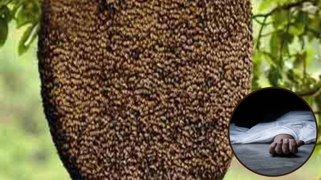 Farmer dies in bee attack in Motala Taluka