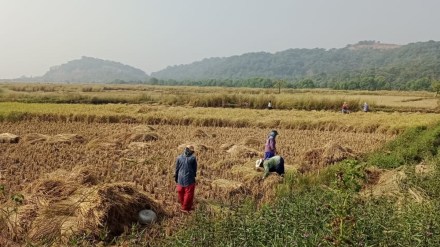 paddy farmers in uran, unseasonal rain hit paddy farmers