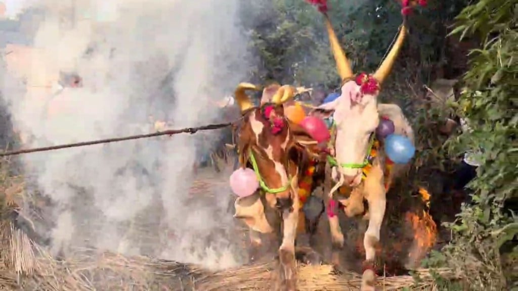 vasai balipratipada tradition, cattle, cattle on balipratipada