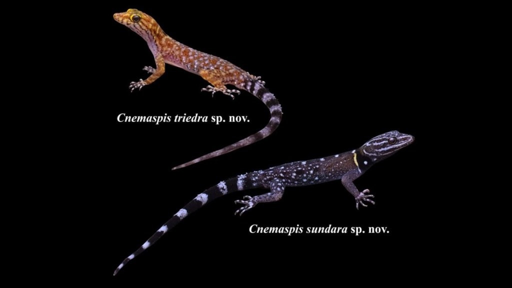 two new species of geckos found, new species of geckos found in tamil nadu