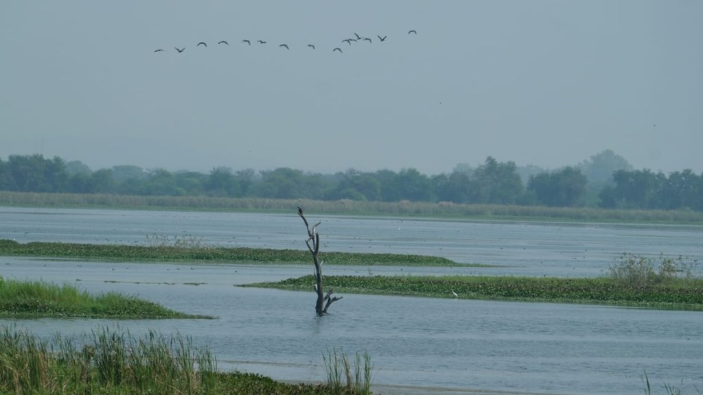 nandur madhmeshwar bird sanctuary, foreign and migratory birds at nandur madhmeshwar bird sanctuary