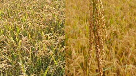 42 thousand wada kolam rice, wada kolam rice in palghar