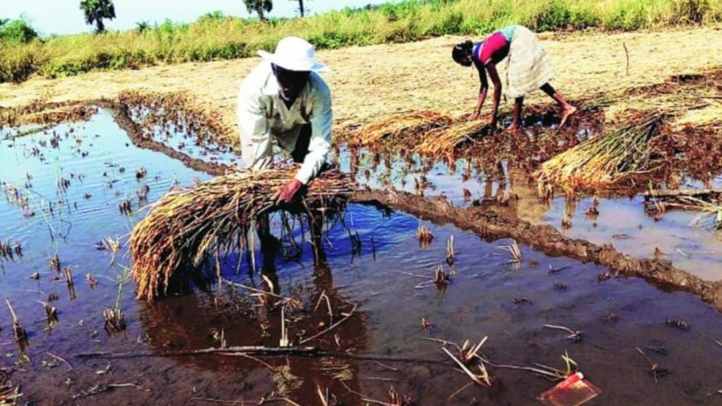 Unseasonal rains in West Vidarbha caused damage to agriculture