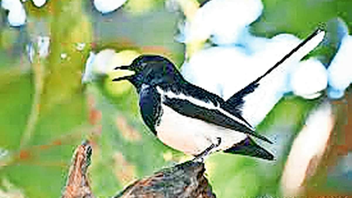 dayal bird information in marathi magpie robin call bird zws 70