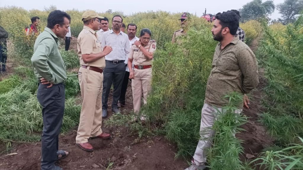 ganja cultivation in Chopda taluka plant worth Rs 32 lakh seized