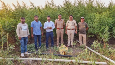 team local crime branch uncovered cultivation 3 crore ganja Shirpur dhule