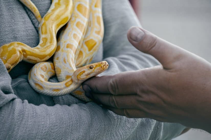 snake venom addicts