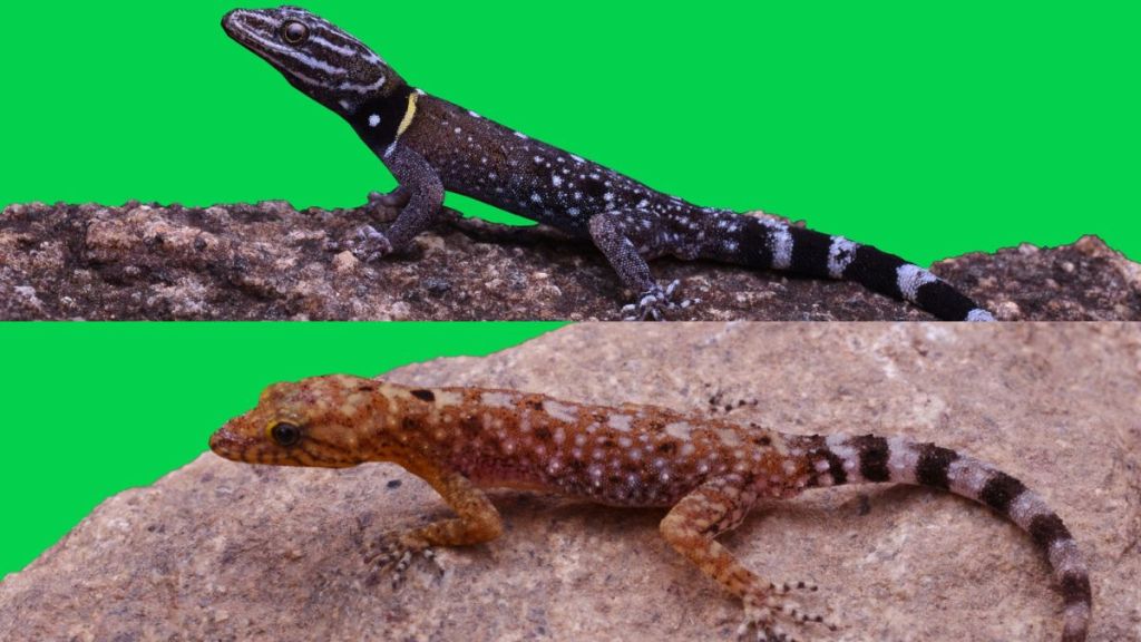 Discovery of two new lizard species