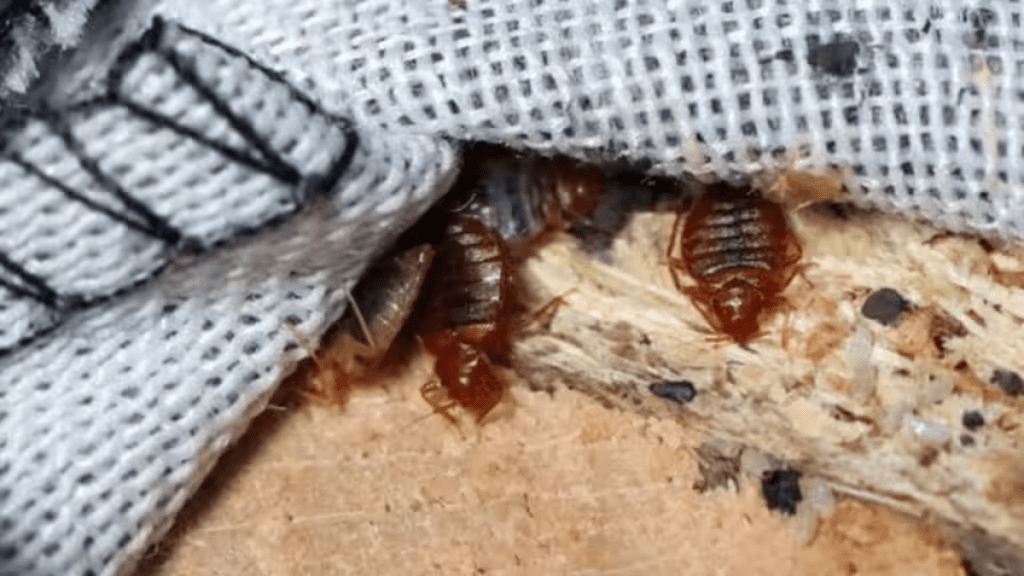 bed bugs removal tips