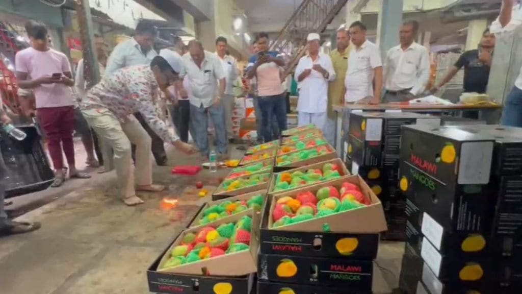 mangoes in APMC market