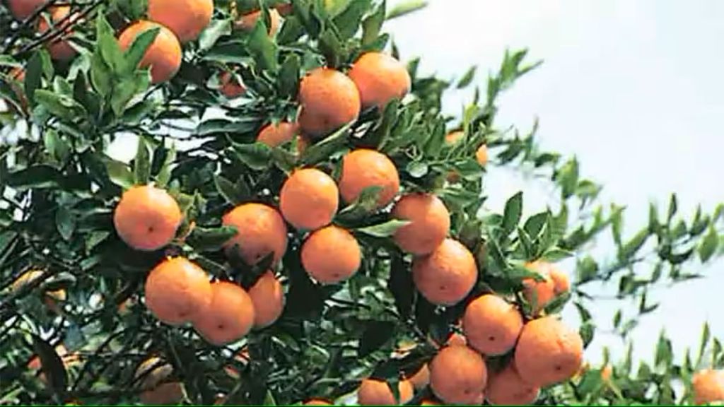 maharashtra govt to set up 5 orange processing centers in vidarbha