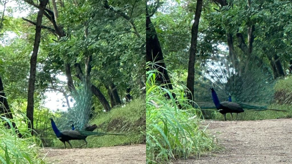 peacocks on Durga Devi Hill