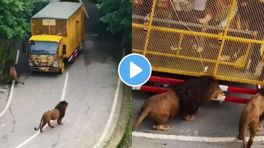 a group of Lions attack on moving vehicle shocking video goes viral