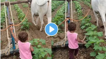 a farmer giving training to his daughter to plow or cultivate farm