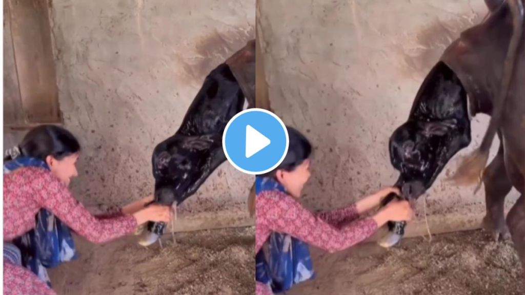 a young girl help to deliver buffalo giving birth of calf