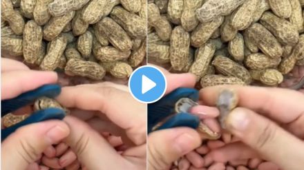 How to easily remove peanut skin know easy trick and jugaad of How To Peel Peanut Groundnut skin video goes viral