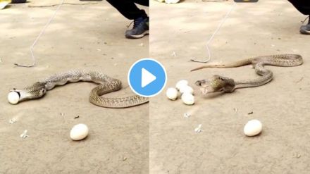 do you see how snakes lay eggs video goes viral of laying eggs by snake on instagram social media