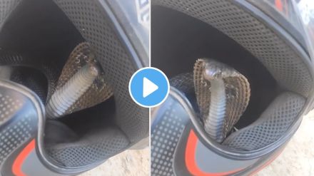 a snake sitting hide inside a helmet shocking video goes viral on social media