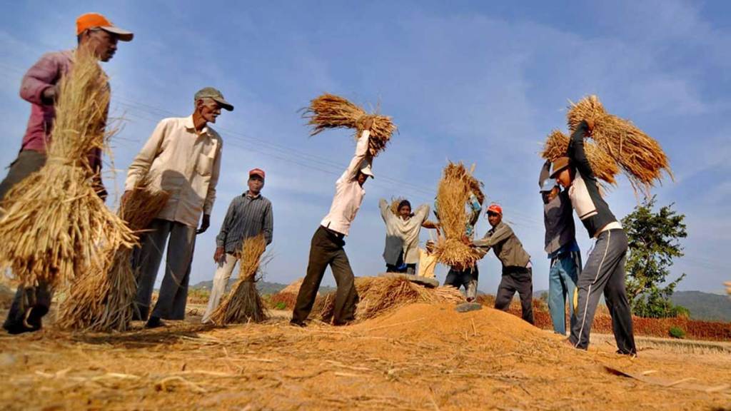 paddy cultivation declined but productivity increased